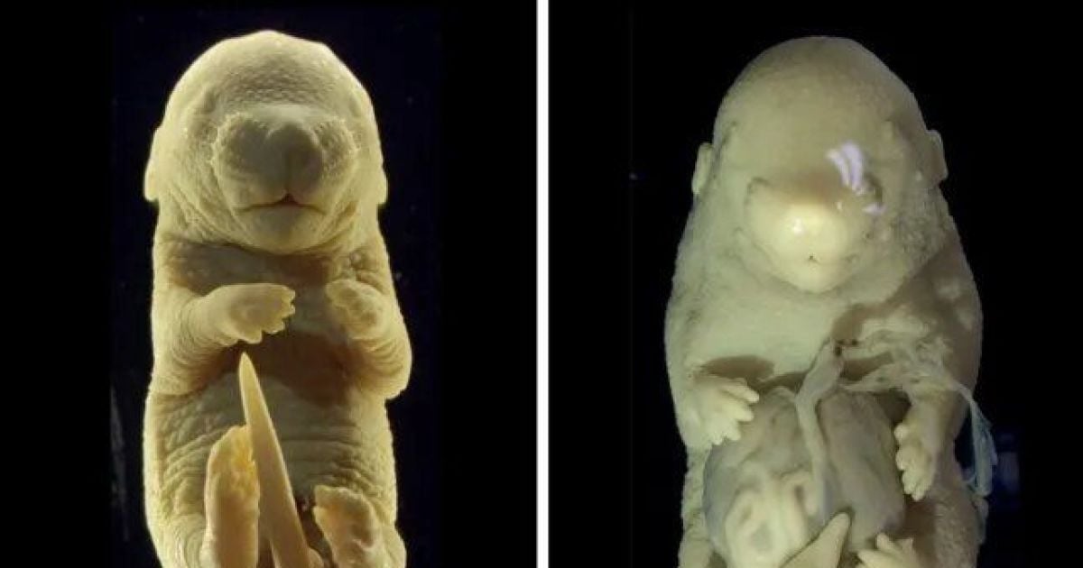 Ученые создали необычный эмбрион мыши / Фото: Anastasiia Lozovska et al/Nature Communications