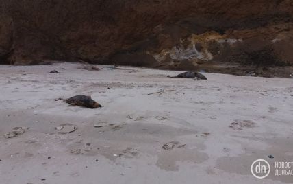 Под Мариуполем нашли мертвых дельфинов