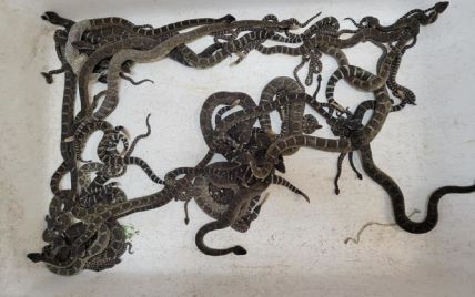 В США дом женщины оккупировала почти сотня смертоносных змей