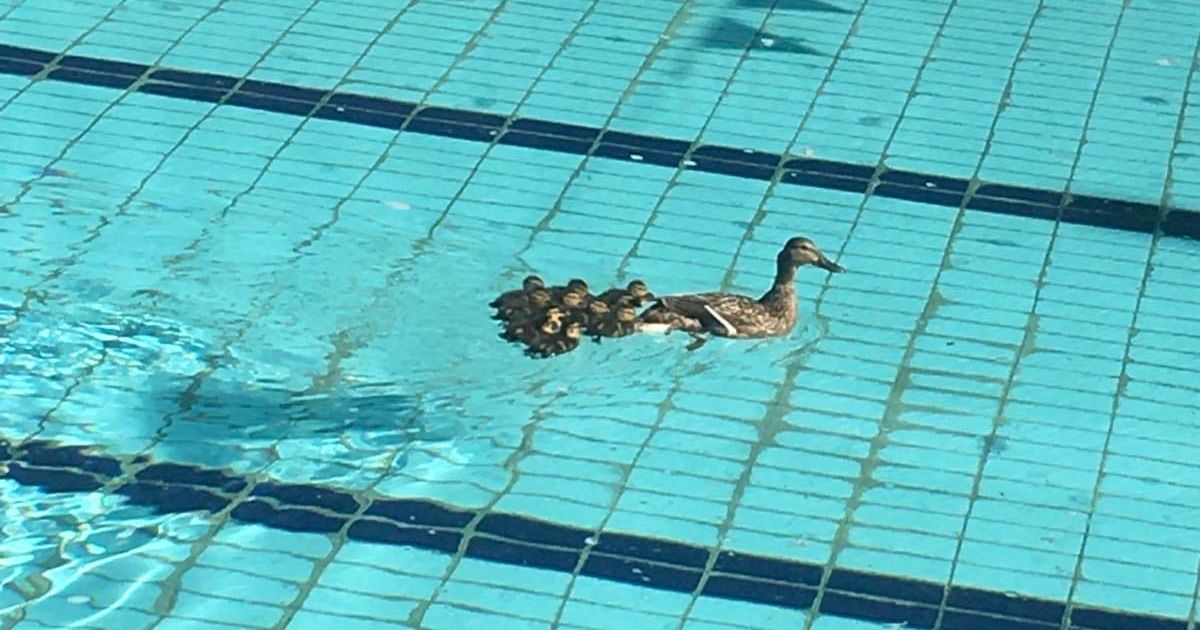 Во Львове в бассейн спорткомплекса после замены воды заплыла утка с утятами фото