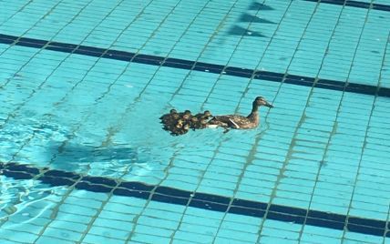 Во Львове в бассейн спорткомплекса после замены воды заплыла утка с утятами фото