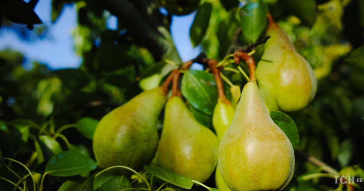 Гороскоп 19-25 серпня 2024 року