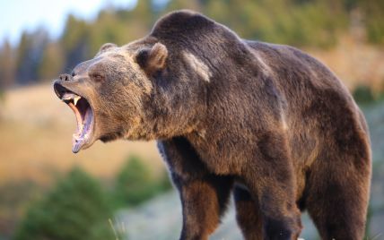 У американському штаті Монтана ведмідь грізлі напав на кемпінг та вбив велосипедиста