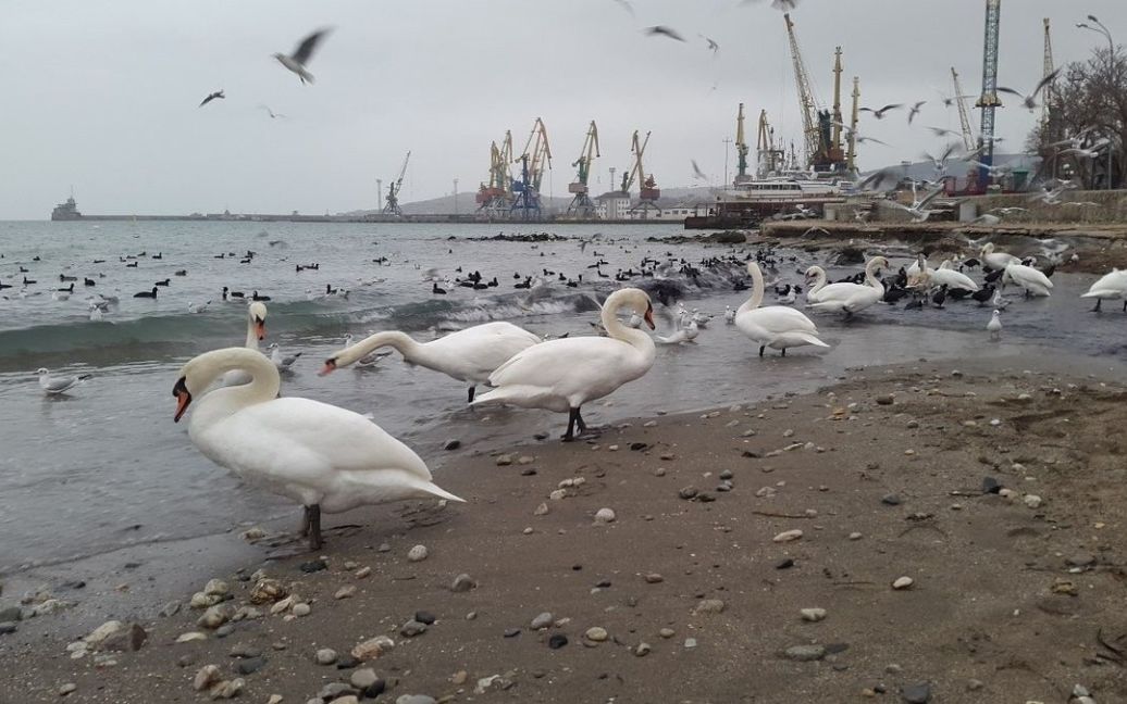 До Феодосії прилетіли лебеді / © Twitter/RoksolanaToday&Крым