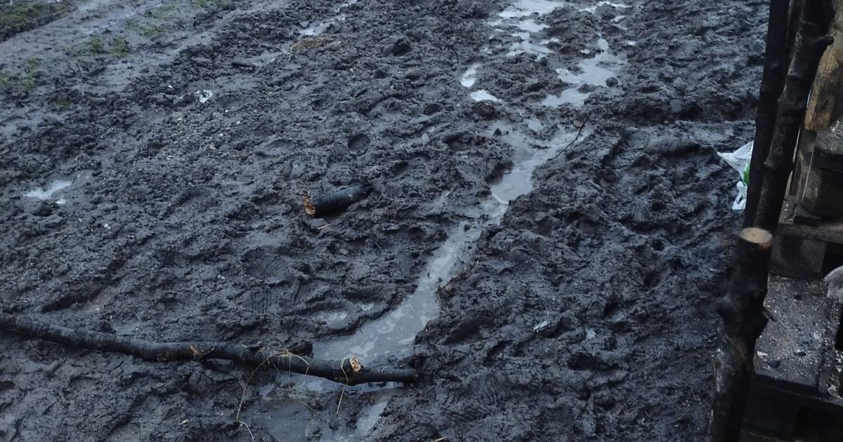 З Білорусі знову проривалися мігранти: польських прикордонників закидали камінням та гіллям