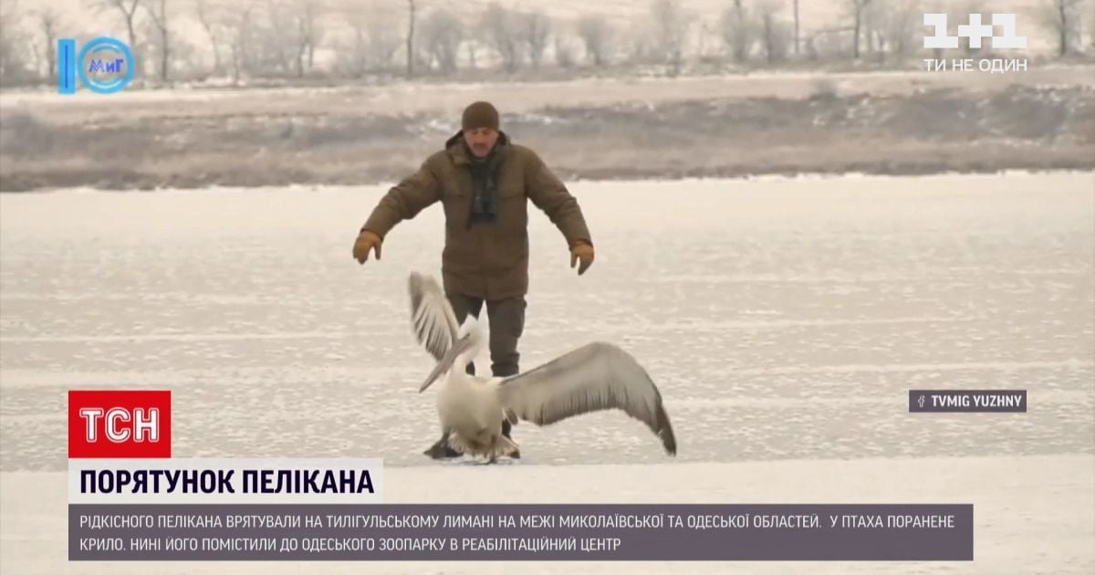 Ганялися по лиману за птахом: в Одеській області врятували рідкісного пелікана (відео)