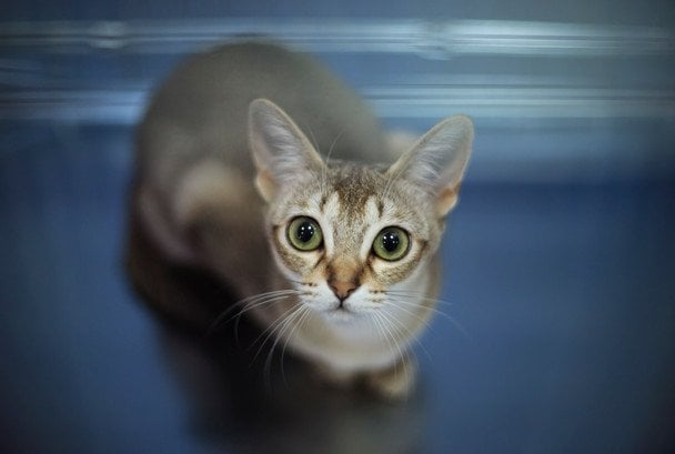 Люди, у которых кошки являются любимыми домашними животными, обычно независимы / © Associated Press