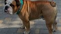 Під час атаки на Одесу загинув пес Вуф