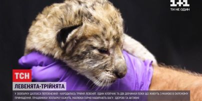 У техаському зоопарку народилися левенята-трійнята