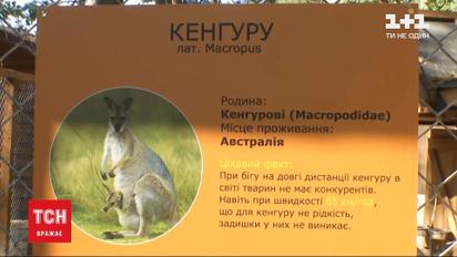 Кенгуру, сбежавшего из этнокомплекса в Киевской области, увидели в 10 километрах от места побега