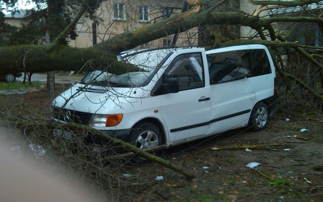 У Севастополі на авто впало дерево / © Twitter/RoksolanaToday&Крым