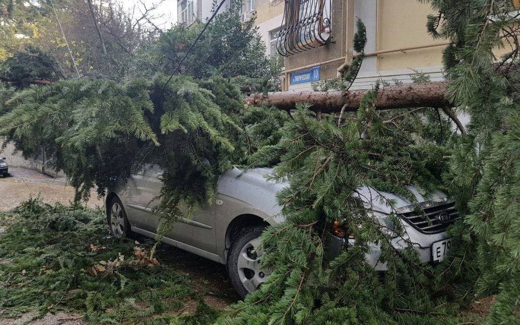У Ялті на авто впало дерево / © Twitter/RoksolanaToday&Крым
