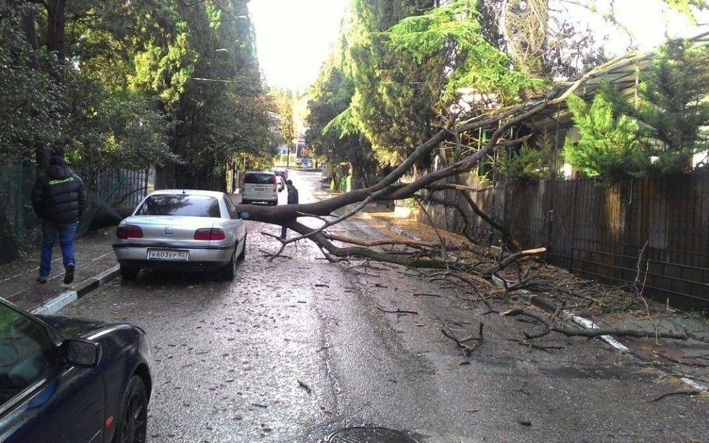 У Ялті на авто впало дерево / © Twitter/RoksolanaToday&Крым