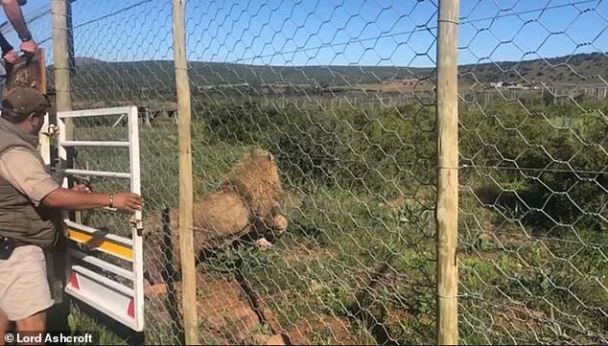 Лев Сімба поспішає на волю