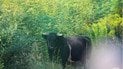 Стадо быков в Чернобыльском заповеднике