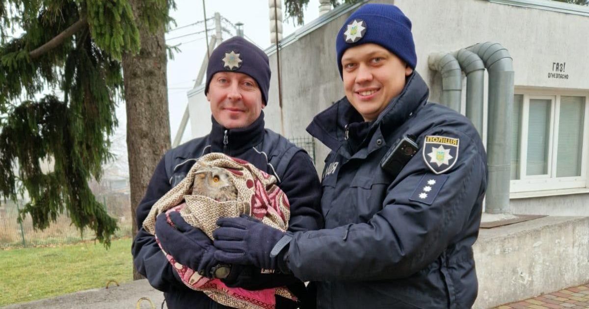 Врятована сова