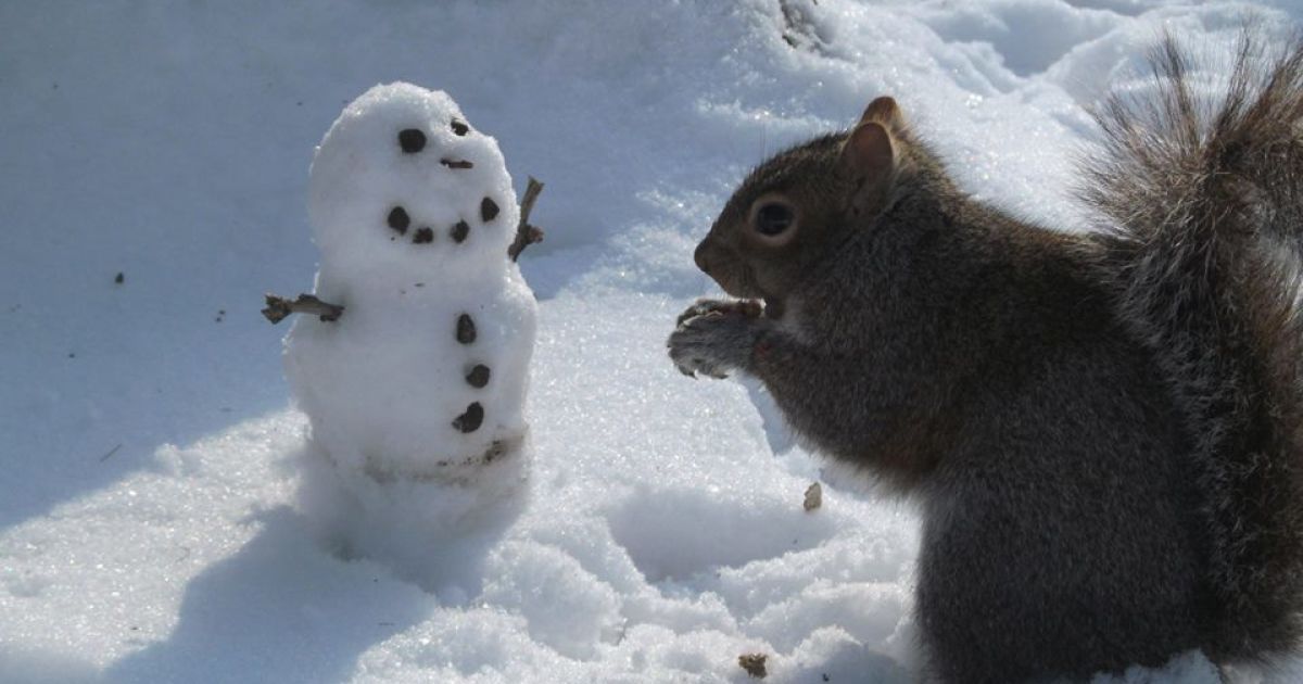 Белка-модница Снизи / © Sneezy The Penn State Squirrel / Facebook