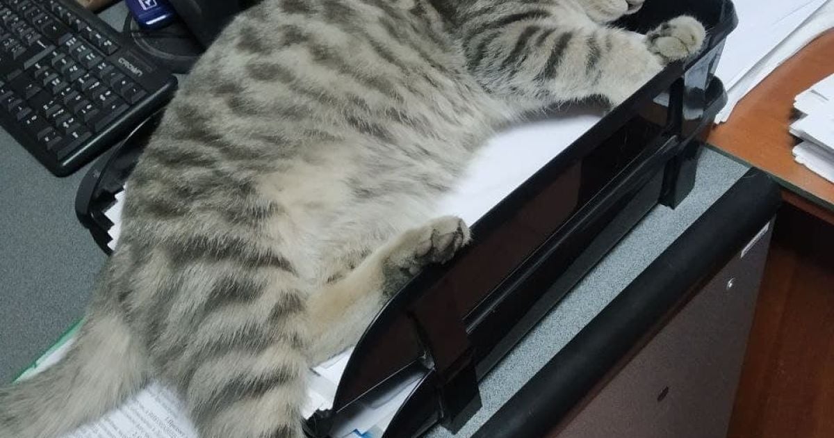 У Києві кіт отримав звання майора