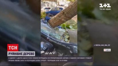 Новости Украины: в Одессе произошла на авто упало дерево