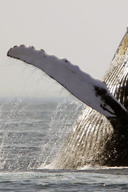 Япония официально начала охоту на китов - первые китобойные корабли уже вышли из портов