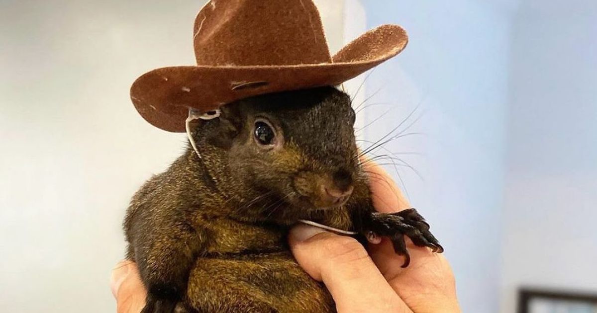 Білка Пінат / Фото: instagram.com/peanut_the_squirrel12