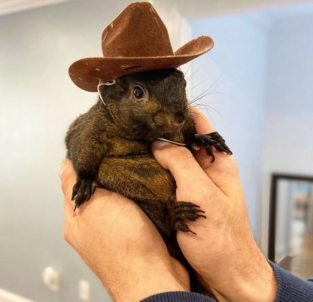 Белка Пинат / Фото: instagram.com/peanut_the_squirrel12