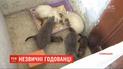 Кошка стала приемной матерью для котят и хорьков
