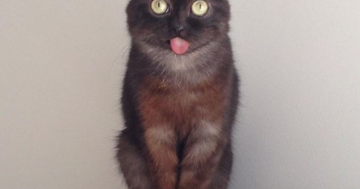 Магу имеет врожденный порок челюсти / © instagram.com/mrmagoothecat