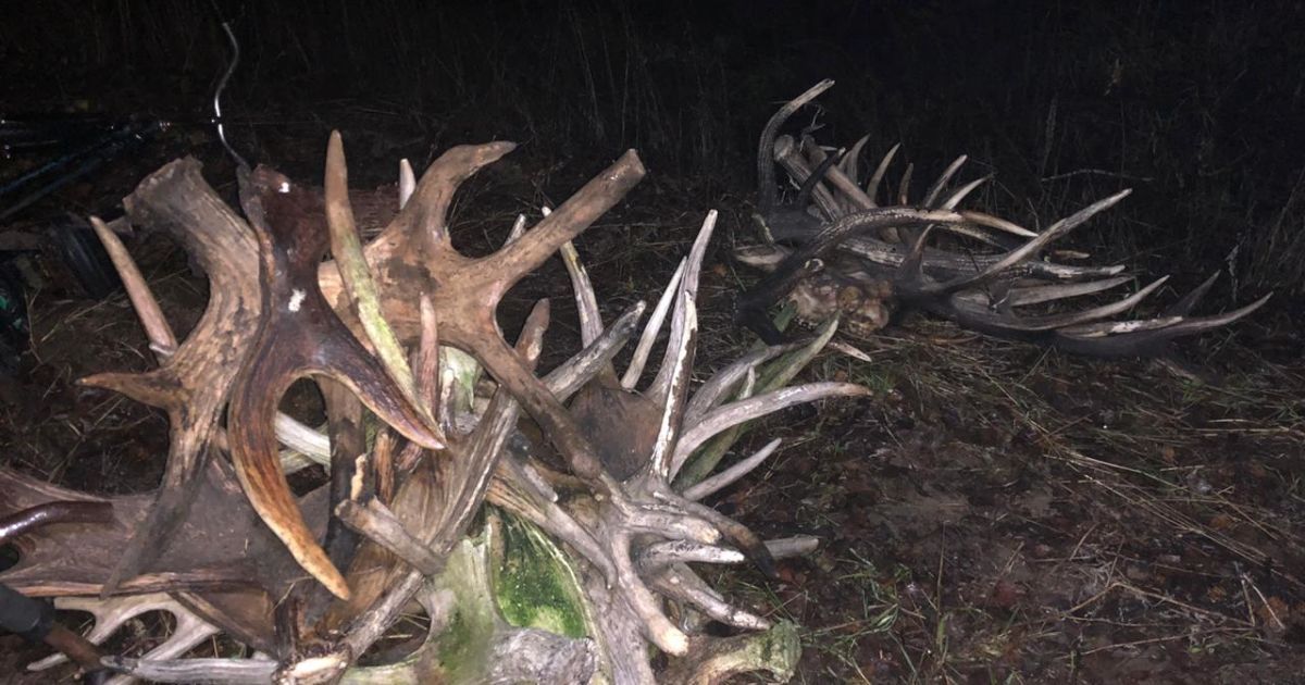 Порушники збирали роги диких тварин у Чорнобильській зоні