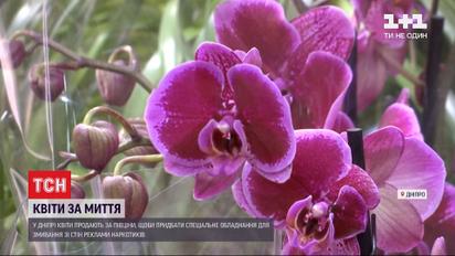 В Днепре продают цветы за полцены для очистки фасадов от наркорекламы