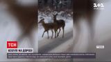 Двох козуль, що вийшли з лісу на автошлях, зафільмували неподалік Луцька
