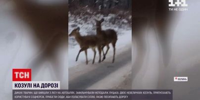 Двох козуль, що вийшли з лісу на автошлях, зафільмували неподалік Луцька