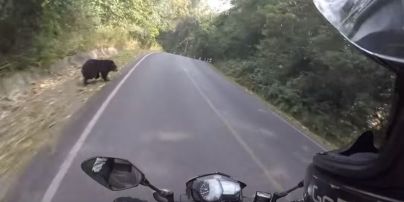 Юзеров поразило видео байкера, который чуть не столкнулся на дороге с медведем