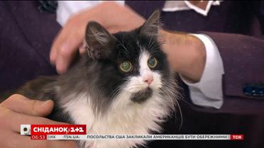 Кошенята Марсі і Б’янка шукають дім