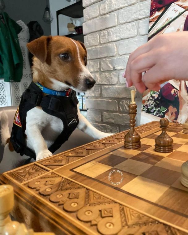 Пес Патрон / © Instagram пса Патрона