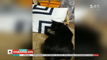 Как коты борются за место на диване: видео домашних любимцев наших зрителей