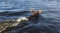 Лось переплыл Припять в Чернобыльском заповеднике