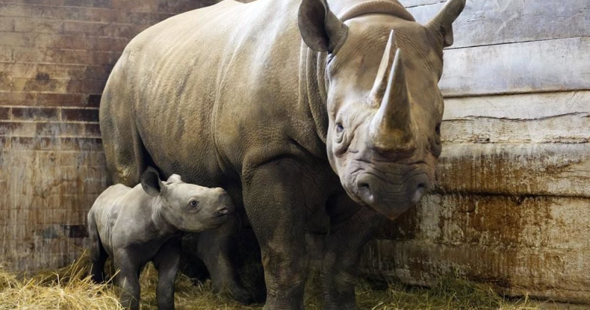 Носорог/apnews.com