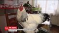 По восточному календарю 2017 будет годом красного огненного петуха