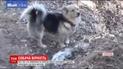В Турции пес каждое утро приходит на могилу умершего хозяина