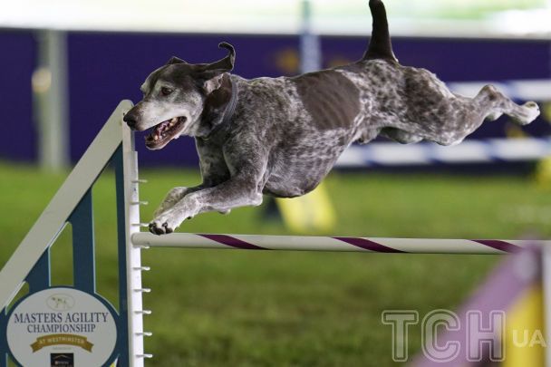 Німецький короткошерстий пойнтер / © Associated Press