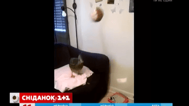 Утки любят играть в мяч