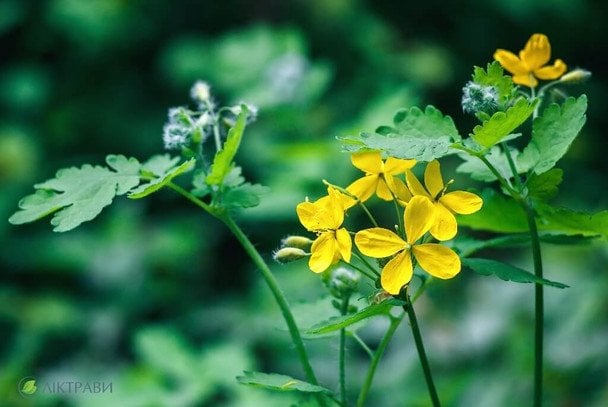 Позбутися шкідників на городі — фітофтори, попелиці, слимаків — і підживити рослини допоможе чистотіл