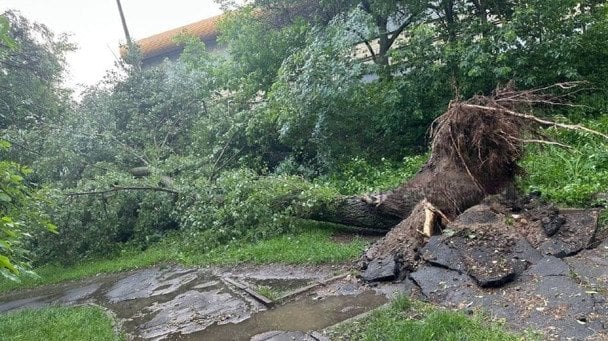 Повалені дерева та затоплені вулиці / © із соцмереж