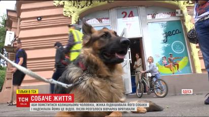 Вівчарку, яку жінка намагалися повісити, вдалося врятувати