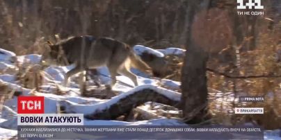 ΠΠΎΠ»ΠΊΠΈ Π½Π° ΠΡΠΈΠΊΠ°ΡΠΏΠ°ΡΡΠ΅: Π² ΠΏΠΎΡΠ΅Π»ΠΊΠ΅ ΠΠΎΡΠΎΡ
ΡΠ° ΠΆΠ΅ΡΡΠ²Π°ΠΌΠΈ Ρ
ΠΈΡΠ½ΠΈΠΊΠΎΠ² ΡΡΠ°Π»ΠΈ Π±ΠΎΠ»Π΅Π΅ Π΄Π΅ΡΡΡΠΊΠ° Π΄ΠΎΠΌΠ°ΡΠ½ΠΈΡ
ΡΠΎΠ±Π°ΠΊ