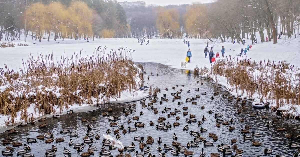 В Украине ослабнут сильные морозы. Прогноз погоды на 20 декабря