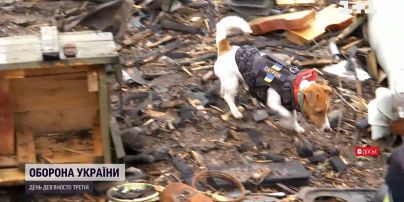 Пес-сапер Патрон отримав кінопремію в Каннах