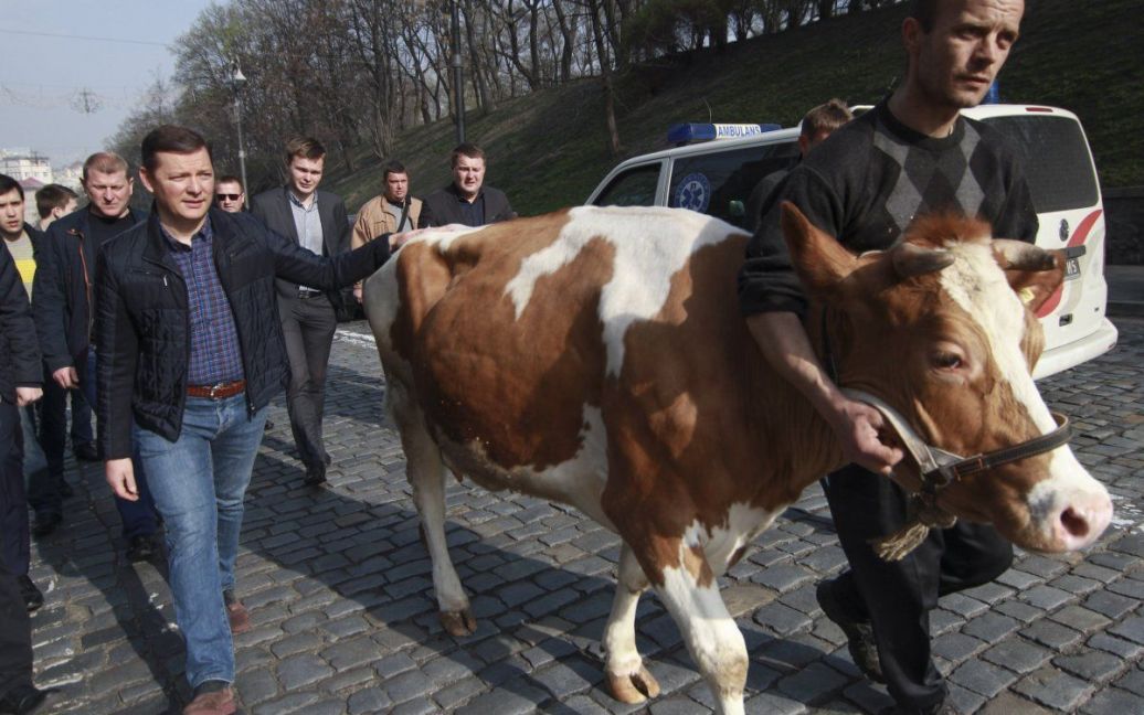 Ляшко привів корів до КМУ / © УНІАН