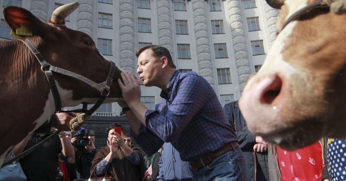 Ляшко привел коров к КМУ / © УНИАН